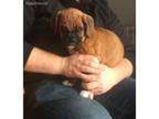 Boxer Puppy for sale in Columbus, OH, USA