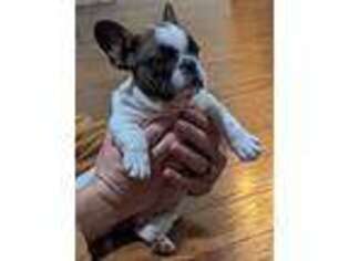 French Bulldog Puppy for sale in Lumberton, MS, USA