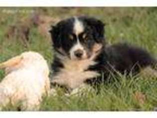 Miniature Australian Shepherd Puppy for sale in Huntington, TX, USA