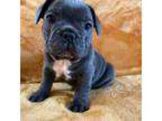 French Bulldog Puppy for sale in Mount Pleasant, SC, USA