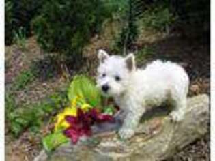 West Highland White Terrier Puppy for sale in Westminster, MD, USA