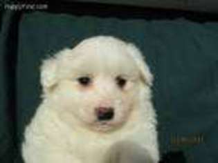American Eskimo Dog Puppy for sale in Anderson, SC, USA