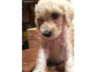 Goldendoodle Puppy for sale in Highland Park, IL, USA