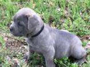 View Ad Cane Corso Puppy For Sale Near Arkansas Hatfield