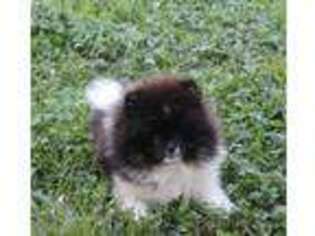 Pomeranian Puppy for sale in Harrison, AR, USA
