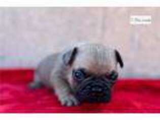 French Bulldog Puppy for sale in Phoenix, AZ, USA