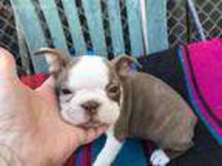 Boston Terrier Puppy for sale in Whitwell, TN, USA