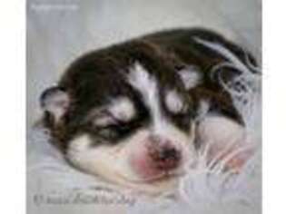 Siberian Husky Puppy for sale in Seguin, TX, USA