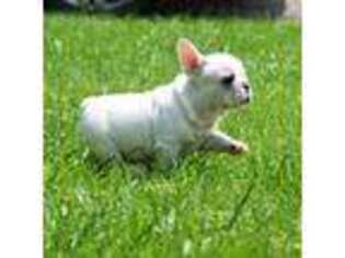 French Bulldog Puppy for sale in Watertown, NY, USA