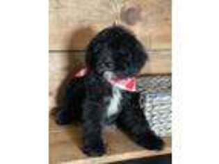 Mutt Puppy for sale in Cookeville, TN, USA