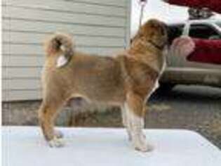 Akita Puppy for sale in Tensed, ID, USA
