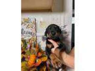 Doberman Pinscher Puppy for sale in Raleigh, NC, USA