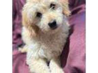 Goldendoodle Puppy for sale in Longmont, CO, USA