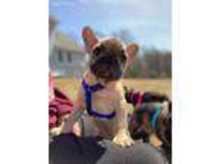 French Bulldog Puppy for sale in Long Valley, NJ, USA