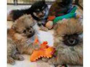 Pomeranian Puppy for sale in Lone Rock, WI, USA