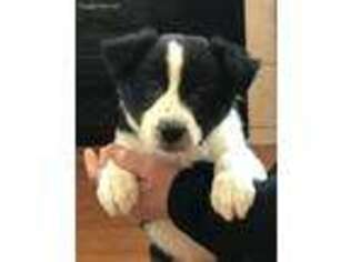 Border Collie Puppy for sale in Mankato, MN, USA