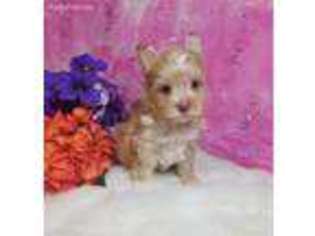 Yorkshire Terrier Puppy for sale in Rancho Cucamonga, CA, USA
