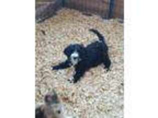 Mutt Puppy for sale in Martelle, IA, USA