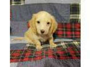 Dachshund Puppy for sale in Terrell, TX, USA