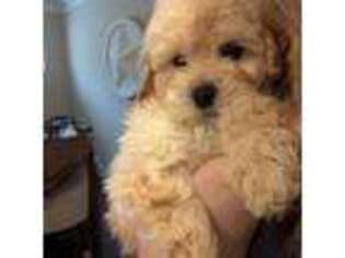 Mutt Puppy for sale in Tomball, TX, USA