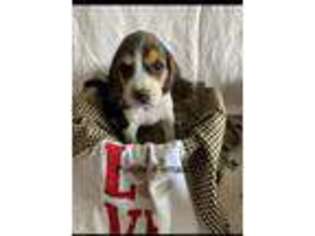 Beagle Puppy for sale in Boise, ID, USA