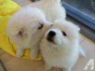 Samoyed Puppy for sale in CITY OF INDUSTRY, CA, USA