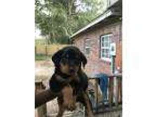 Rottweiler Puppy for sale in Little Rock, AR, USA