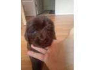 Newfoundland Puppy for sale in Nampa, ID, USA
