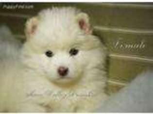 Mutt Puppy for sale in Luther, OK, USA