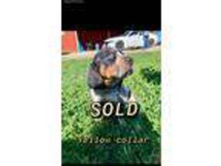 Bluetick Coonhound Puppy for sale in George West, TX, USA