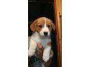 Pembroke Welsh Corgi Puppy for sale in Meadow Bridge, WV, USA