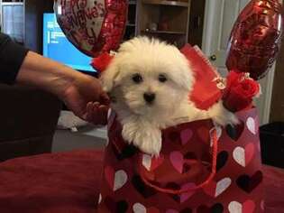 Maltese Puppy for sale in Manorville, NY, USA