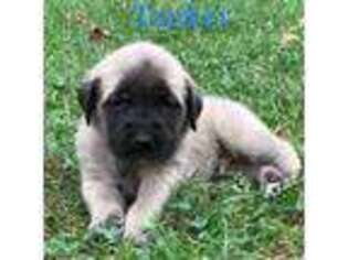 Mastiff Puppy for sale in Patriot, OH, USA
