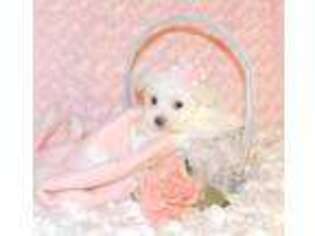 Maltese Puppy for sale in Warrensburg, MO, USA