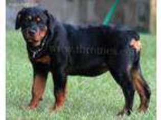 Rottweiler Puppy for sale in Rentz, GA, USA