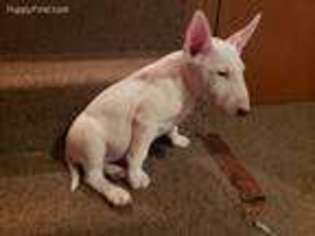 Bull Terrier Puppy for sale in Toledo, OH, USA