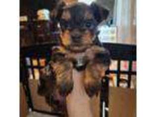 Yorkshire Terrier Puppy for sale in Fall River, MA, USA