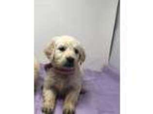 Golden Retriever Puppy for sale in Wiley, CO, USA