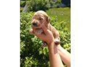 Goldendoodle Puppy for sale in Nampa, ID, USA