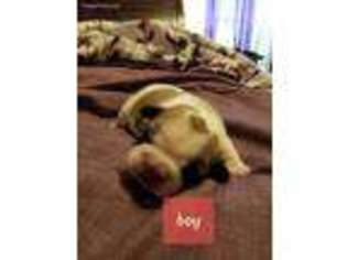 French Bulldog Puppy for sale in Sherwood, MI, USA