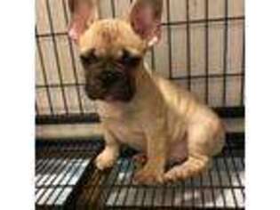 French Bulldog Puppy for sale in Los Banos, CA, USA