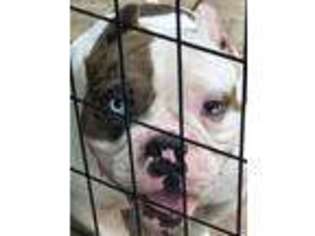Mutt Puppy for sale in Crescent City, FL, USA