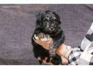 Mutt Puppy for sale in East Palestine, OH, USA