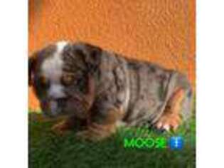 Bulldog Puppy for sale in Pico Rivera, CA, USA
