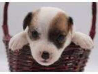 Jack Russell Terrier Puppy for sale in Riverside, CA, USA