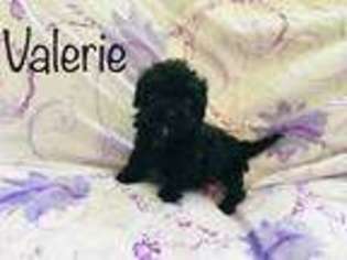 Havanese Puppy for sale in Acworth, GA, USA