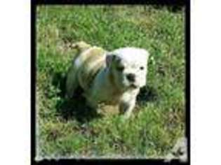 Bulldog Puppy for sale in STOCKDALE, TX, USA