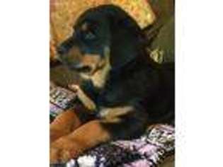Rottweiler Puppy for sale in Dora, MO, USA