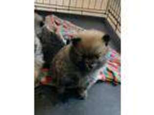 Pomeranian Puppy for sale in Cave City, AR, USA