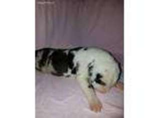 Great Dane Puppy for sale in Blacksburg, SC, USA